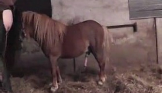 Pony door middel van een rubberen band inhumanly neukt haar tante. Radicale zoo porno